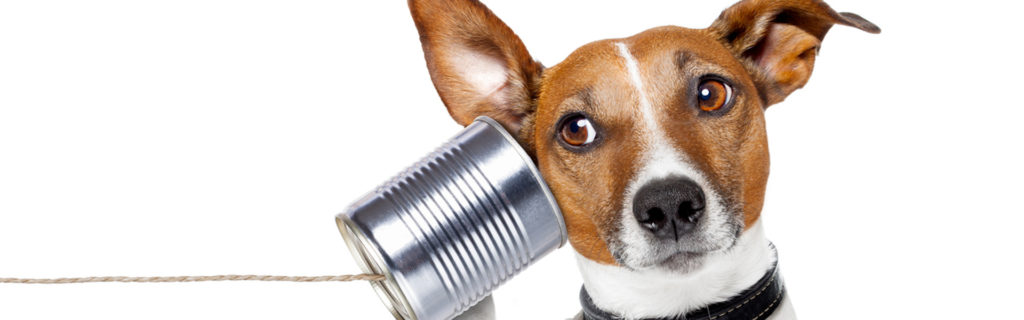 Dogs HQ - Abbotsford